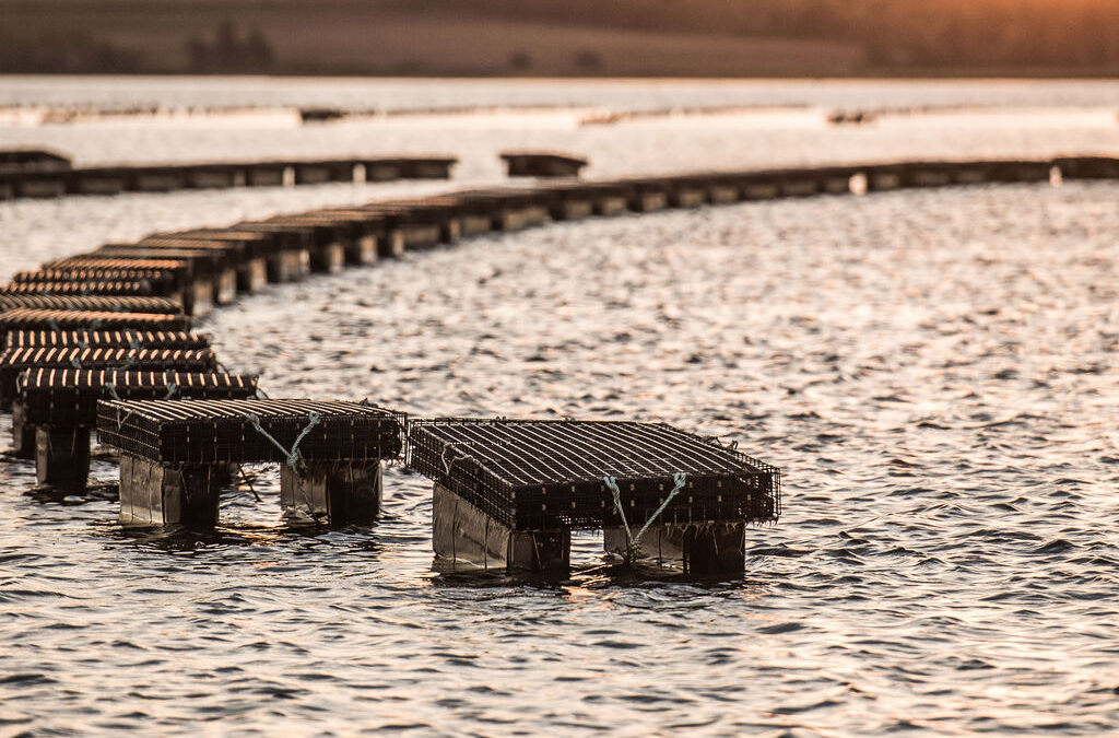 Beyond buzzwords: Prince Edward Island Aquaculture in Action
