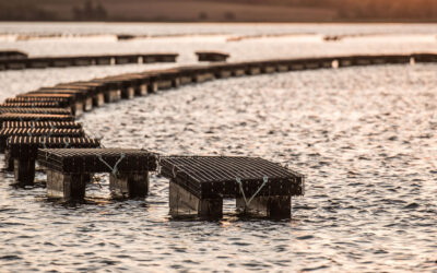 Beyond buzzwords: Prince Edward Island Aquaculture in Action